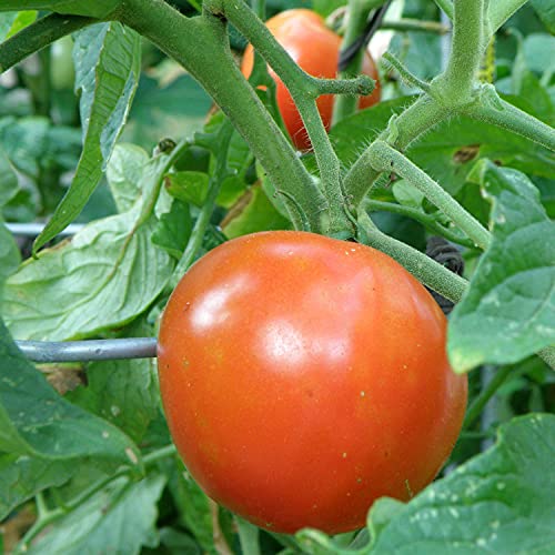 Bonnie Plants Better Boy Tomato: 4 Pack Live Vegetable Plants, Disease Resistant, Large 16 oz Fruit Size, Non-GMO, Red Bonnie Plants Better Boy Tomato: 4 Pack Live Vegetable Plants, Disease Resistant, Large 16 oz Fruit Size, Non-GMO, Red