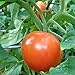Bonnie Plants Better Boy Tomato: 4 Pack Live Vegetable Plants, Disease Resistant, Large 16 oz Fruit Size, Non-GMO, Red