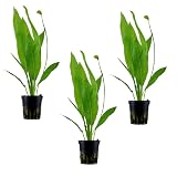 3 X Amazon Sword Bare Root | Echinodorus grisebachii 'Bleherae' + 1 Bonus Plant (Tropical Live Aquarium Plants) 2-Day Arrival
