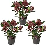 arbusti da fiore bianco Gemme rosse decorative tutto l’inverno – Produce eleganti gemme rosso scuro molto apprezzate per composizioni natalizie, vasi stagionali e bordure invernali.
