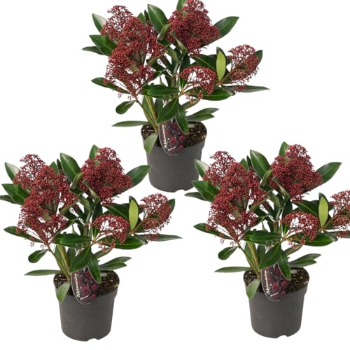 My Green Help - 3x Skimmia japonica ‘Rubella’ (Vaso Ø10,5cm, H +-25cm) – Arbusto sempreverde ornamentale, gemme rosse decorative, ideale per vasi e giardini ombreggiati