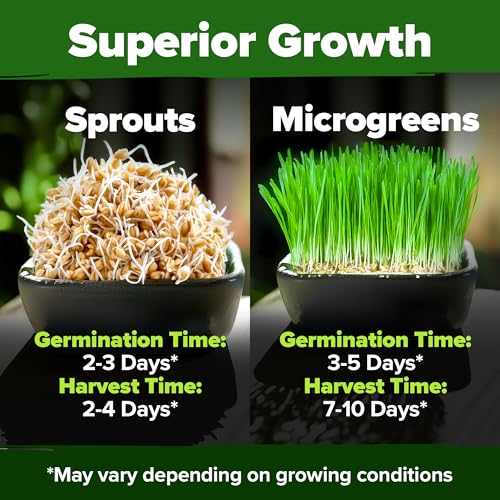 Image of HOME GROWN Hard Red Winter Wheatgrass Seeds 12,000+ Bulk 1.5 lb Heirloom Non-GMO, Sprouting for Juicing, Healthy Smoothies, Pet Cat Grass, Microgreens, Indoor Garden (Triticum aestivum)