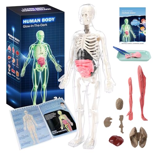 CHMYWJ Glow-in-the-Dark Human Body Anatomy Model Science Skeleton Kits Model for Kids Contains 40 Skeleton Toy with Removable Bones and Organs STEM Educational Toys for KidsFestival and Birthday Gifts