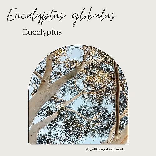 Plant Profiles: Eucalyptus