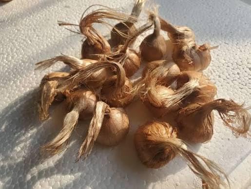 Premium Saffron/Kesher Bulbs(Crocus Sativus) for Planting||Healthy Dormant Flower Bulbs||Home Garden & Farm Cultivation(Pack of -10 Healthy Bulb)||Organic Saffron Bulbs||A-30-picture-11