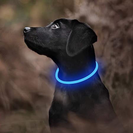 neon dog collar