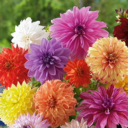 Votaniki Dinnerplate Dahlia Mix Bulbs - Large Blooms, Perennial Dahlia Flowering Bulbs | Easy to...