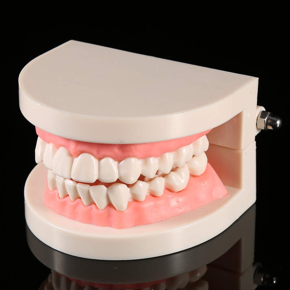 Modelo de Dientes Sanos 28 Dientes para Demostración de Cepillado