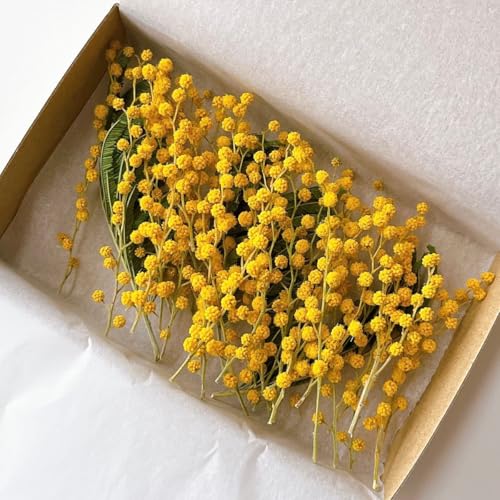 ミモザ ドライフラワー」の人気商品一覧 | 安い商品を通販サイトから