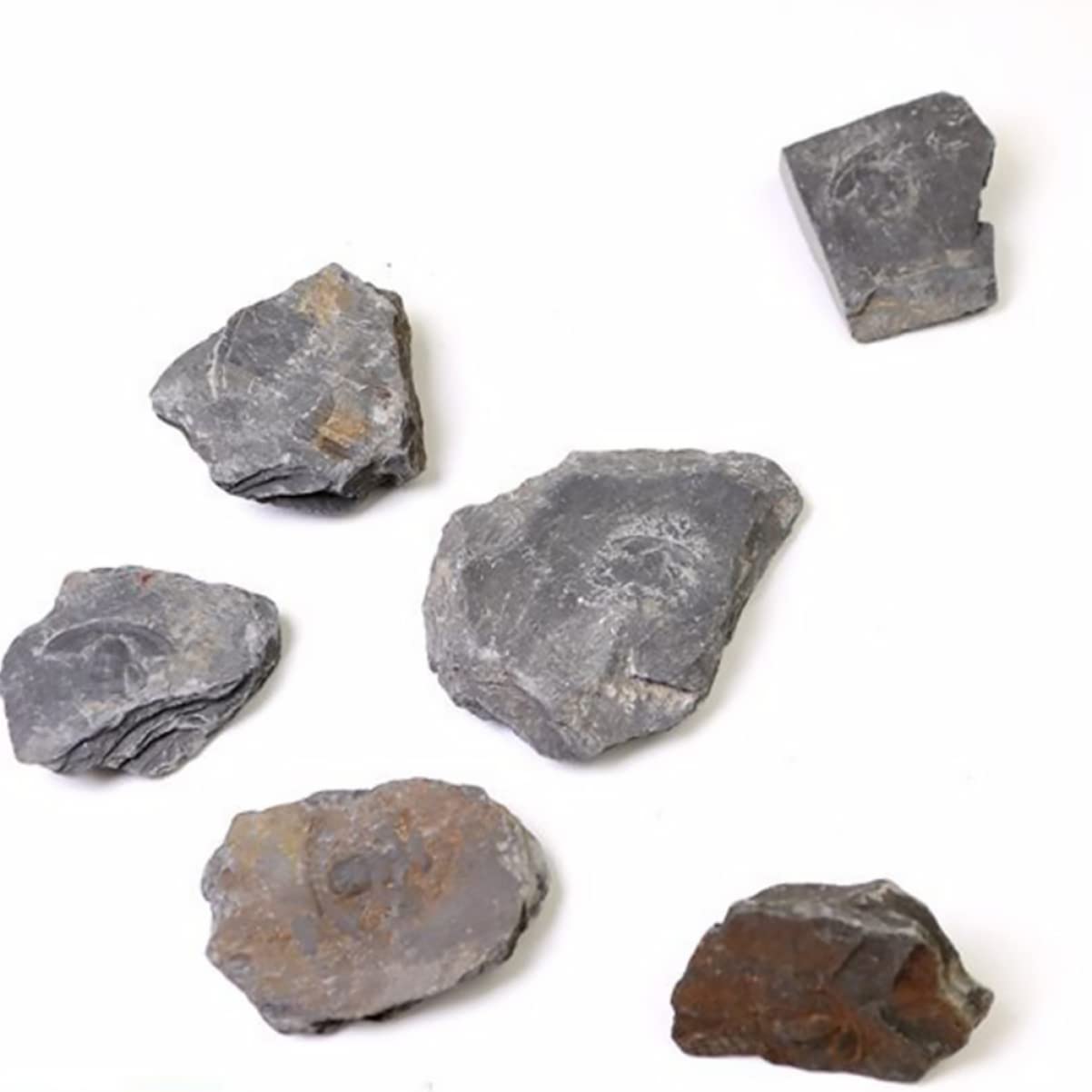 Ciieeo 1Pc Real Trilobite Sample Authentic Desktop Ornament for Educational Play for Science Teaching Simulation Model for Paleontology Enthusiasts