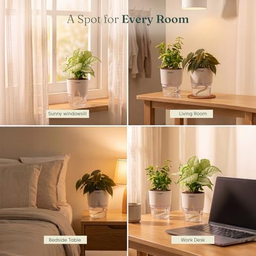 Image of Kyari Combo of 3 Indoor Plants - Jade, Syngonium White & Philodendron Micans with Poetic White Self Watering Pot - Live Plants for Home Decor & Living Room - Low Maintenance Plant Set
