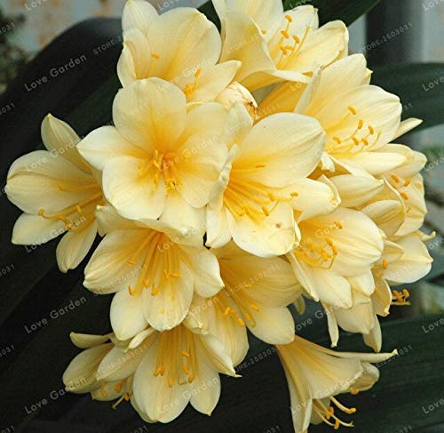 60 pezzi di semi di fiori di orquídea Phalaenopsis