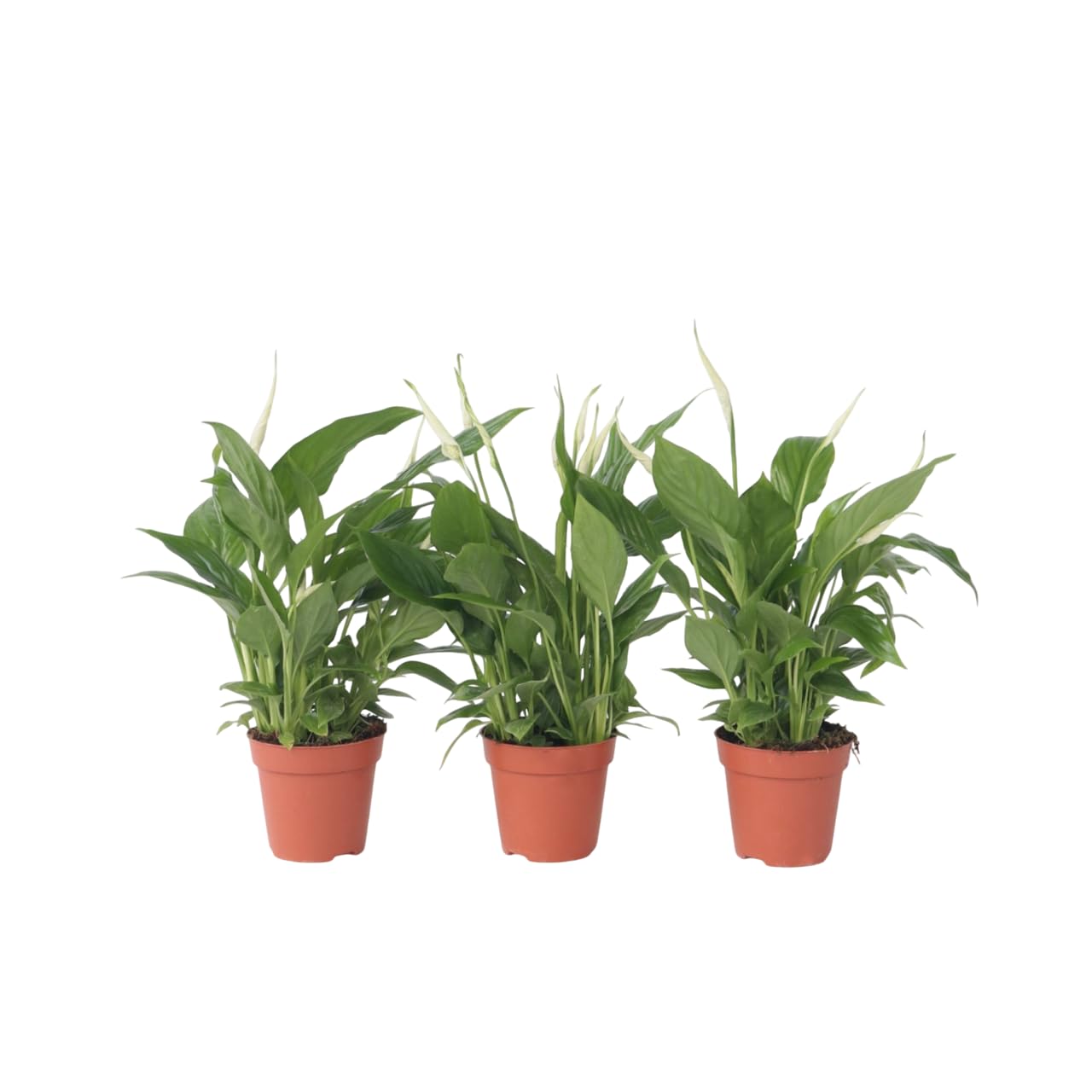 Spathiphyllum torelli lys de la paix plante d'intérieur purificateur d'air set de 3