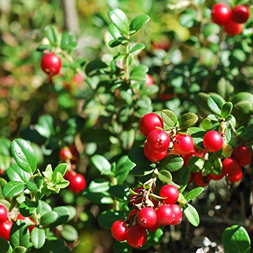 Outsidepride Vaccinium Macrocarpon Cranberry Garden Fruit Plants - 250 Seeds #TOP1