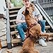 HUNTER AALBORG Hundegeschirr, Leder, S-M/1, cognac