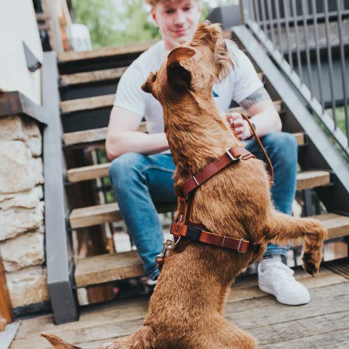 HUNTER AALBORG Hundegeschirr, Leder, S-M/1, cognac