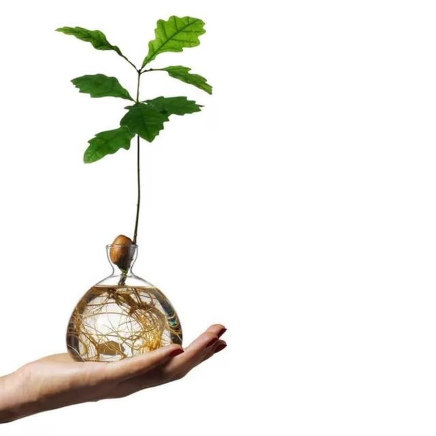 【アボカド】火鉢 アボカド】火鉢 Amazon.co.jp: Bylion アボカドツリー栽培キット