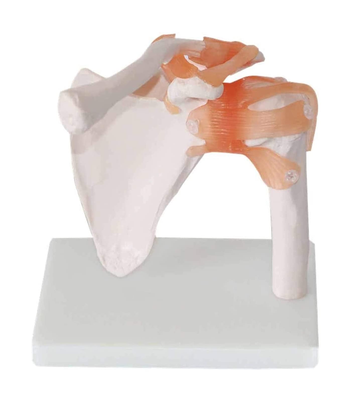 Buy Teaching Model, Shoulder Joint Model Life Size Human Shoulder Joint