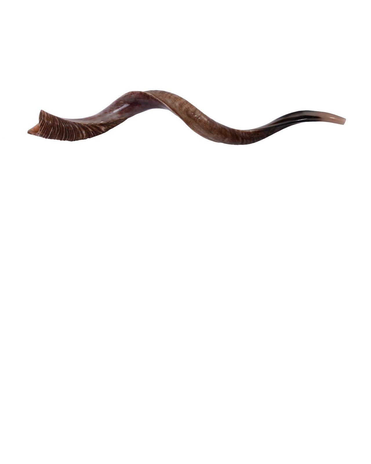 Yemenit Kudu Horn Schofar 71,1-78,7 cm, Koscher hergestellt in Israel.