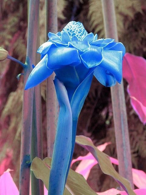 Torch Ginger Lily Flower Bulbs | blue Flowering bulbs for Gardening Pack of 1 bulbs-image-34