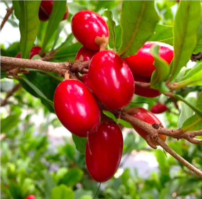 Synsepalum dulcificum(Miracle Fruit Tablet) 1 blister(10 candy count) 100% natural and organic (2)