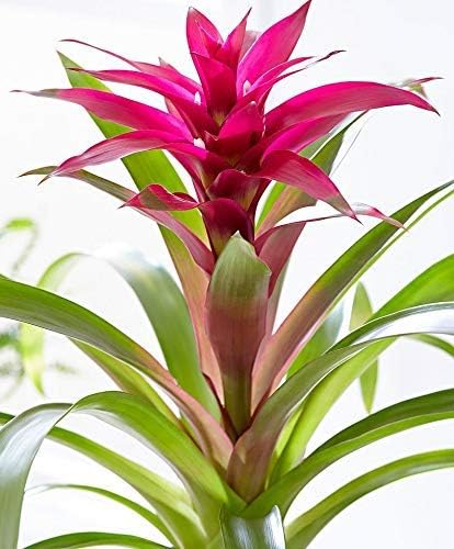 See full amazon price history chart for Greenursery Guzmania Freya Plant Indoor Plant For Home and Garden with Pot (Pack of 1) (Pink) Greenursery Guzmania Freya Plant Indoor Plant For Home and Garden with Pot (Pack of 1) (Pink) (B0CRH2L4ZH) Amazon Price History, Amazon Price Tracker