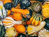 “Autumn Wings Large Mix” Decorative Gourd Seeds – Unique Winged Centerpiece Gourds – Harvest in 90 Days | Never GMO, Always Heirloom and Open-Pollinated | USA Grown Seeds by Liliana's Garden |, Cream
