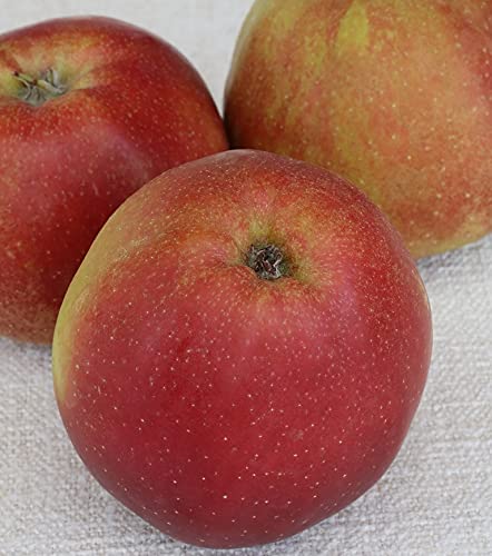 Roter Boskoop Halbstamm, Winterapfel, 150-170cm, im Topf