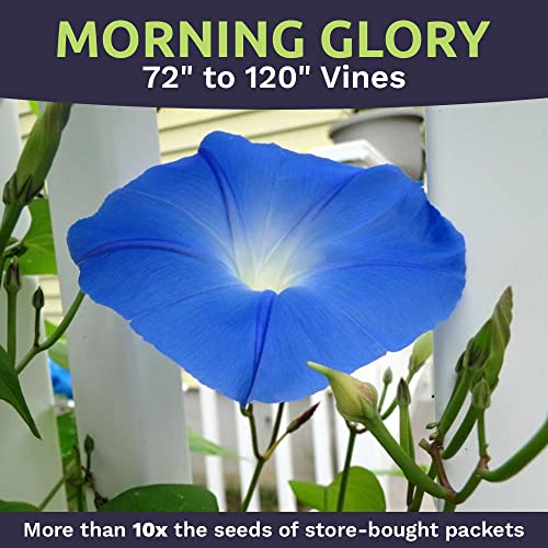 Morning Glory Seeds Heavenly Blue - Large 1 Ounce Packet - Over 1,000 Flower Seeds #TOP3
