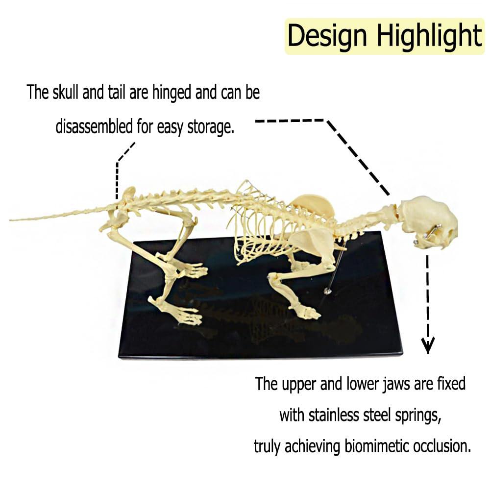 BEILOCKERY PVC Feline Skeleton Anatomical Model, Cat Bone Model with Base, Animal Medicine Teaching Aids, for Pet Hospitals, Schools, Personal Collections, etc