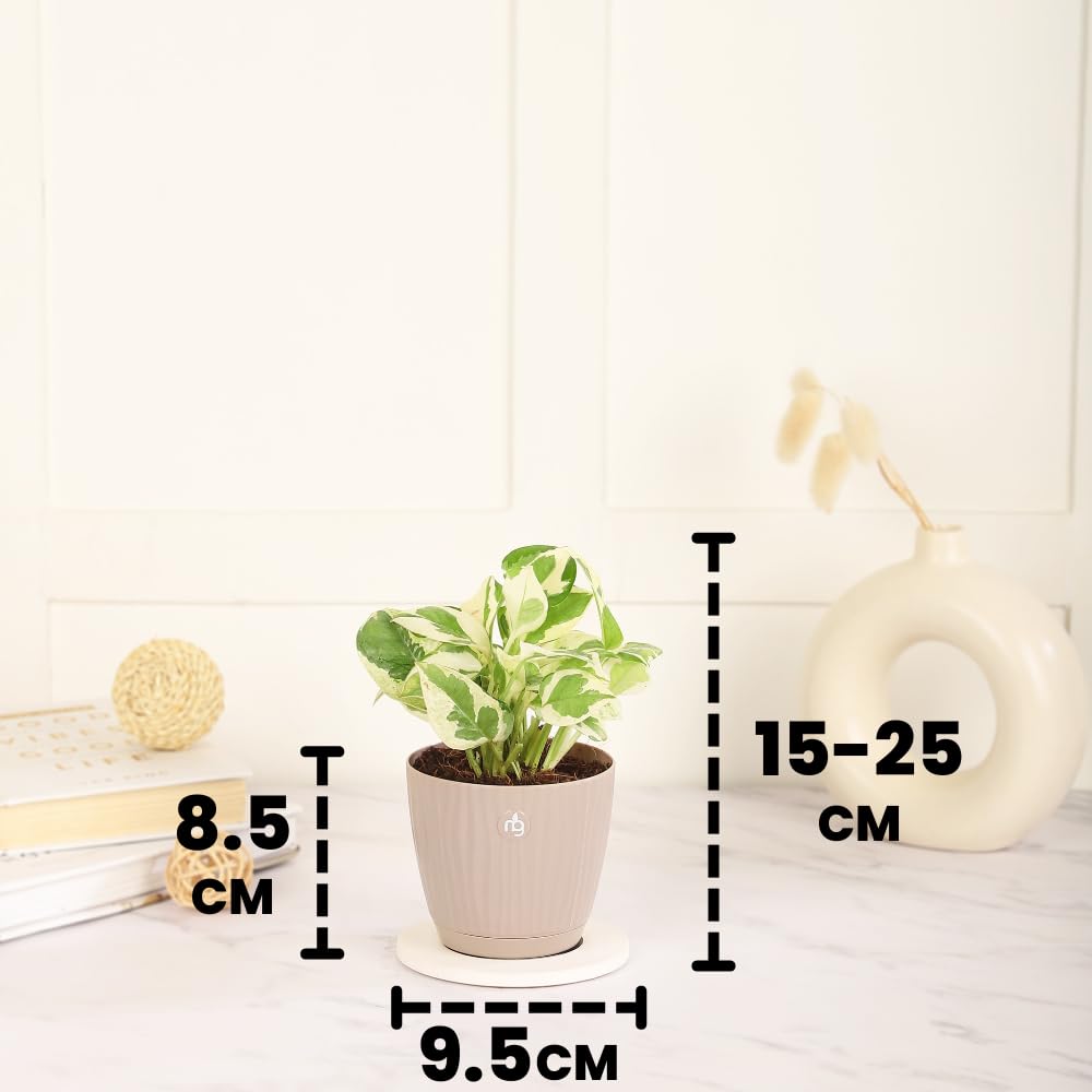 Nurturing Green® Combo of 4 Indoor Live Plants (Jade, Syngonium, Scindapsus Gold & Money Plant Njoy) with Mocha Self Watering Plastic Pots | Air Purifying Plants for Home Decor & Garden - Image 3 thumbnail