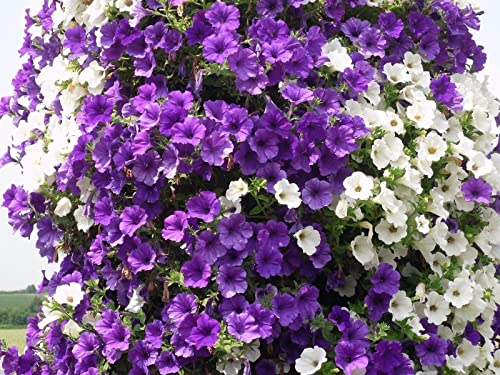 Mokalala 100 Pcs Mixed Petunia Flower Seeds | Non-Gmo | Rare Seeds For Planting Home Garden #TOP6