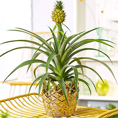 1 x Precioso Ananas comosus Amigo | Planta de Piña Siempre verde| 35-45cm en maceta