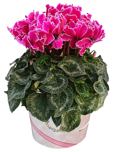 �Ԃ̃M�t�g�� �V�N������ �}�[���^�E�B�Y�G�b�W �V�N�������� �V�N�������� ���� �V�N������6����