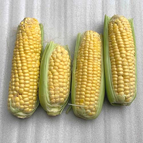 訳あり スイートコーン １箱 約５kg サイズ指定なし 沖縄県産 とうもろこしのサムネイル