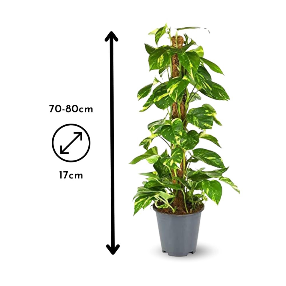 Attitude Jardin - Pothos avec tuteur - epipremnum aureum - 70-80 cm - ⌀ 17 cm - plante d'intérieur
