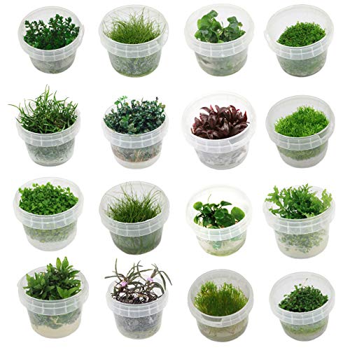 In Vitro Plant Aquarium The 15 best products in comparison Aquaristics