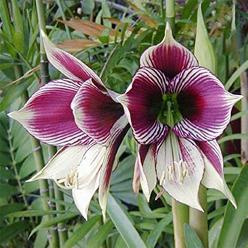 Amaryllis Zwiebel, leuchtende Blten,Echte Hippeastrum Zwiebeln,Winterhart,  Exklusive Blumenzwiebeln,Zwiebel, Topfpflanze,Gartenpflanze,Winterhart  Mehrjhrig-4zwiebeln-A : Amazon.de: Garten