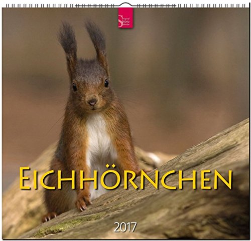 EICHHÖRNCHEN - Original Stürtz-Kalender 2017 - Mittelformat-Kalender 33 x 31 cm EICHHÖRNCHEN - Original Stürtz-Kalender 2017 - Mittelformat-Kalender 33 x 31 cm