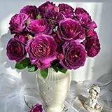 semillas de rosas perennes resistentes, rosas trepadoras Balcón de semillas de flores, plantas en macetas resistentes plantar rosas jardín semillas plantas raras, decoración de salón, 50pcs