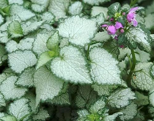 Lamium Beacon Silver Dead Nettle