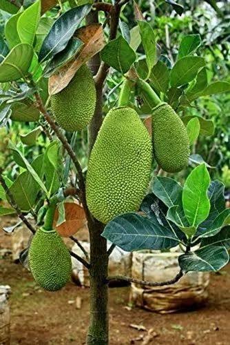 Thai Green Jackfruit Tree Plant, Hybrid Grafted All Time Green Jackal Fruit/Kathal/Echar Vegetable Fruit Tree For Home Garden And Roof Garden-image-2