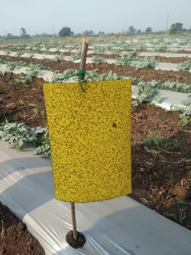 GROWHOMIC Yellow Sticky Trap Pack of 25 TrapsFor Garden & Agriculture to Control Whiteflies, Aphids, Thrips, Jassids| Fly Catcher Insect Catcher Glue Trap with Extra Strong Gum (Free Gloves)