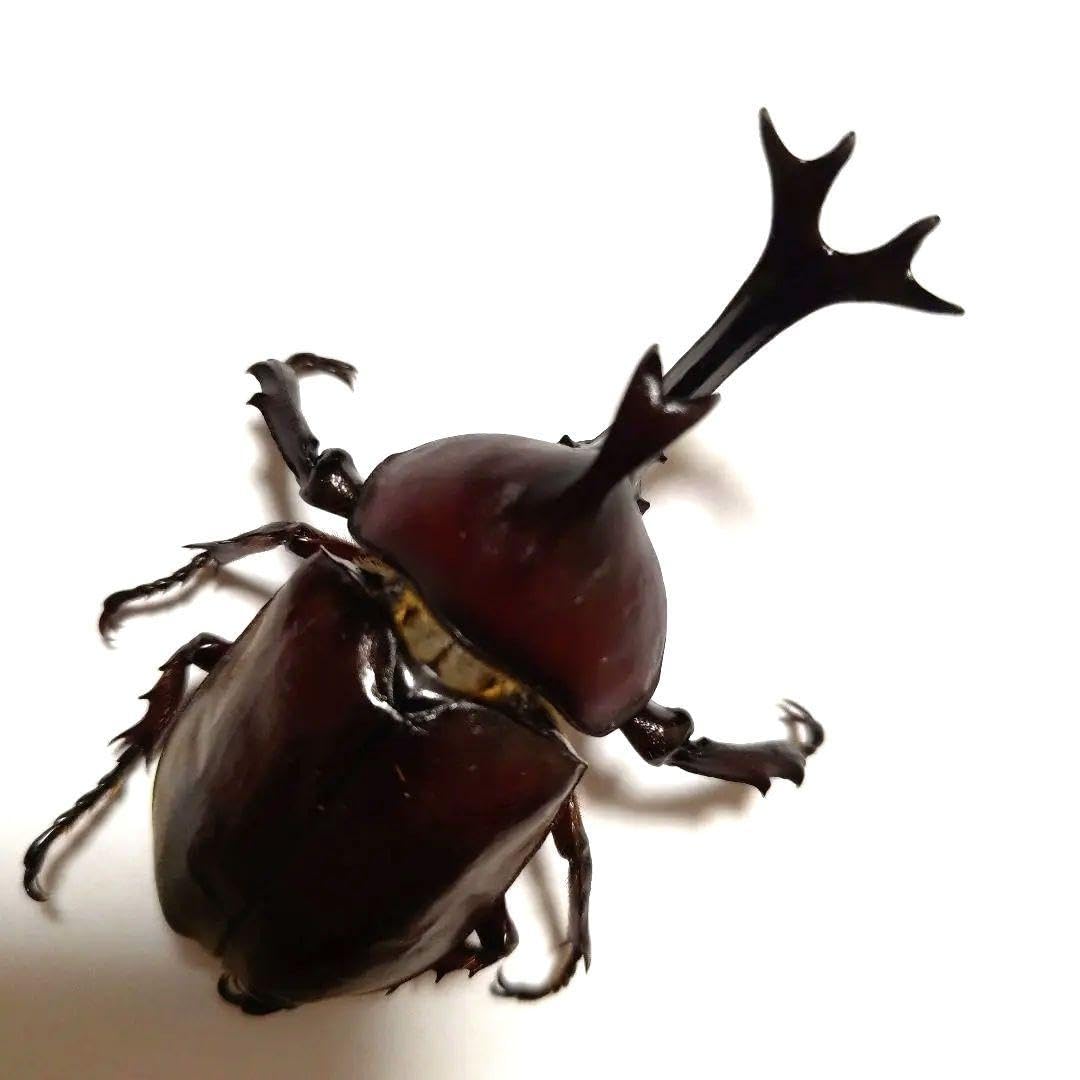 概略サイズmm全長82頭角幅19.4胸角幅6.1野生カブトムシ甲虫昆虫標本