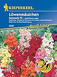 Kiepenkerl 3342 Löwenmäulchen Serenade F1, halbhohe standfeste Pflanzen ideal für die Beetbepflanzung zwischen Stauden und anderen Sommerblumen