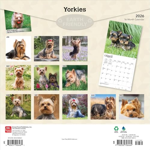 Yorkshire Terriers – Yorkshire Terrier – Yorkies 2026 – 16-Monatskalender: Original BrownTrout-Kalender [Mehrsprachig] [Kalender] (Wall-Kalender)