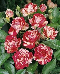 'Papageno' -R-, Beetrose im 4 L Container Cover