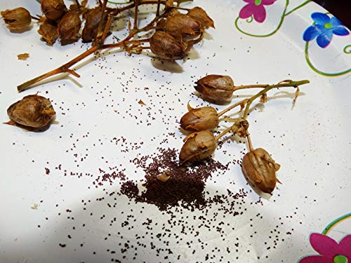 Best Tobacco Seeds