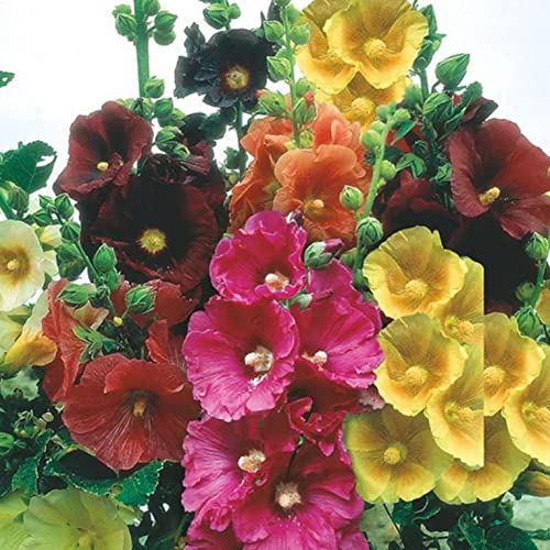 300+ Hollyhock Rare Mixed Seeds For Planting #TOP4