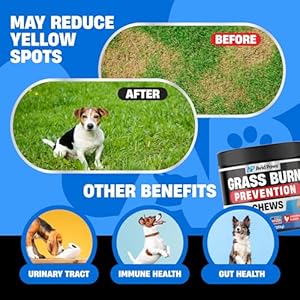 Dog Urine Neutralizer for Lawn  Green Grass Dog Chews Helps Lawn Burn from Dog Urine  Dog Pee Grass Neutralizer  Grass Savers for Dog Urine  Dog Rocks Alternative  Urinary Tract  Bladder Support  Cucciolini Doodles Dog urine neutralizer for lawn  green grass dog chews helps lawn burn from dog urine  dog pee grass neutralizer  grass savers for dog urine  dog rocks alternative  urinary tract  bladder support   cucciolini doodles